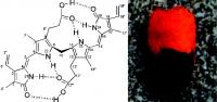 Bilirubin