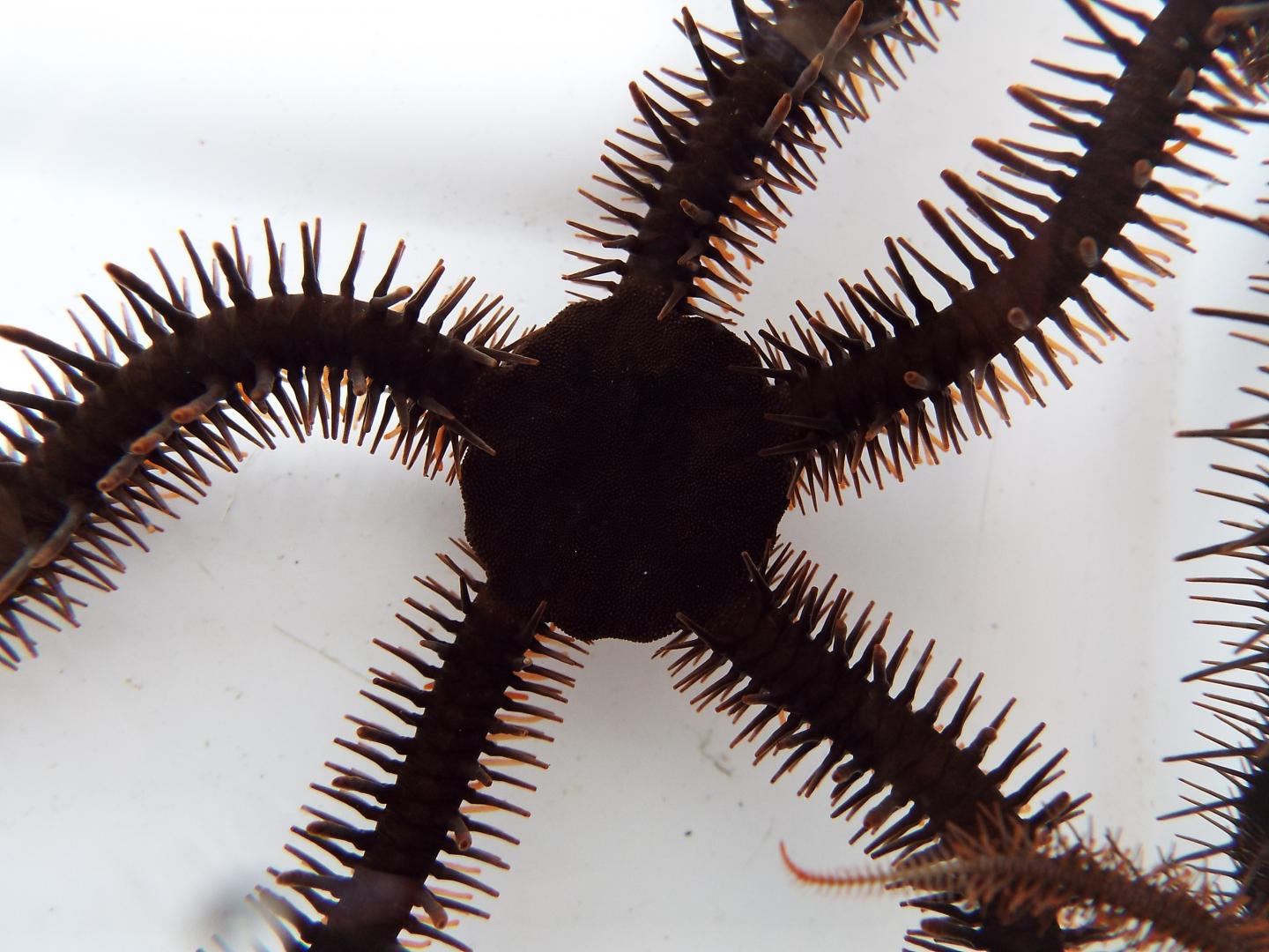 <i>Ophiocoma wendtii</i>