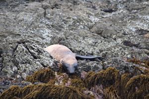 Moderate alopecia on adult seal