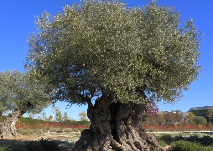 <em>Olea europaea</em>