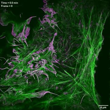 Improved Microscopy Technique Reveals New Insights into Cell Processes (4 of 7)