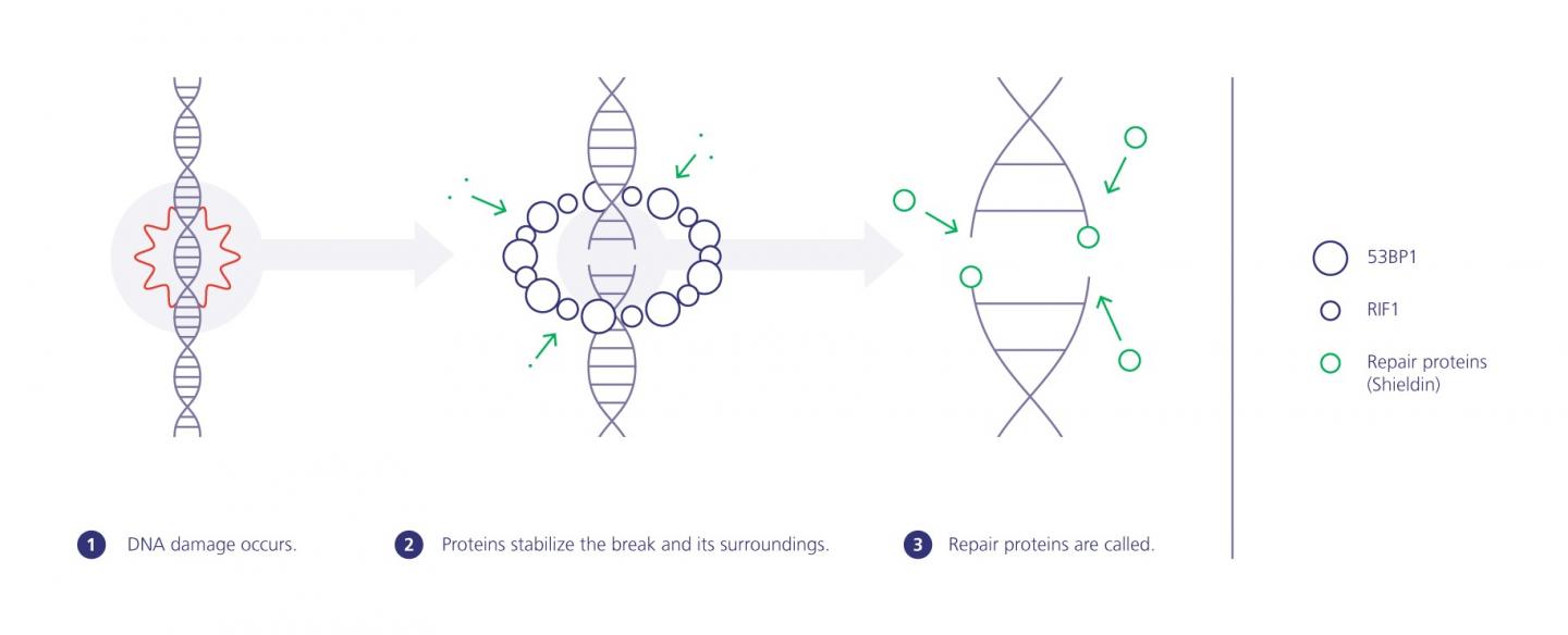 Infographic on the 'Protein Scaffold'