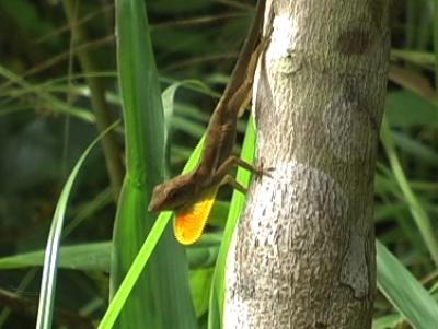 Displaying Male Lizard