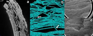 X-ray Cross-Section, 3D Scan, and SEM Images of Threads Found in Shizunai-Nakano Style Pottery