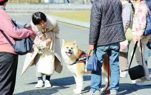 Dog ownership enhances anchored personal relationships and sense of community: A comparison with incidental interactions and friendships