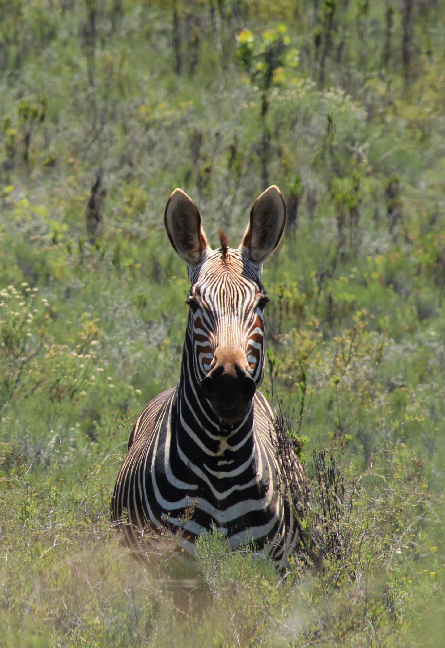 Cape Mountain Zebra