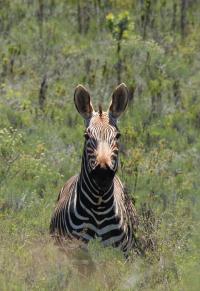 Cape Mountain Zebra