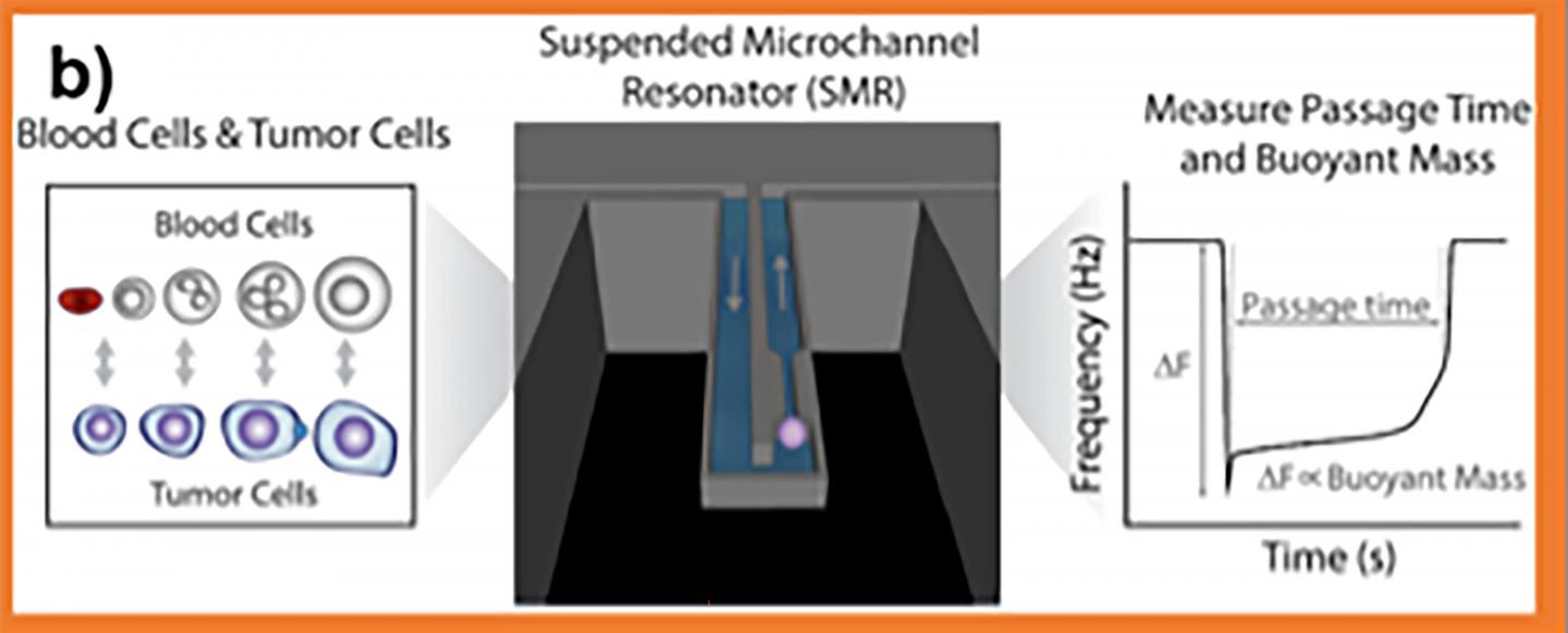 A cell's transit through a suspended microchannel resonator