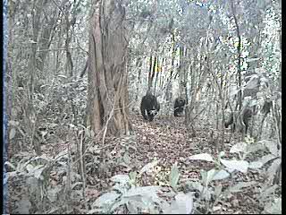 Cross River Gorilla Camera Trap Video
