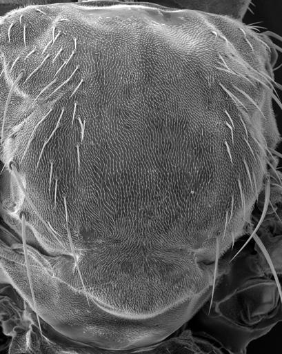 Mutant Fly