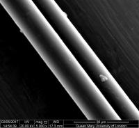 Researchers Examined the Morphology of Dragline Silk under the Microscope