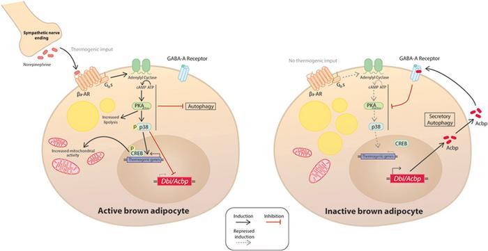 Researchers identify a protein that may help improve the treatment of obesity and cardiovascular disease