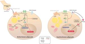 Researchers identify a protein that may help improve the treatment of obesity and cardiovascular disease