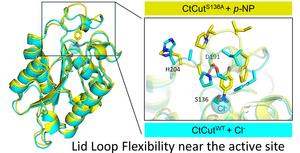 Structural analysis of the active-site region in a thermophilic fungal cutinase