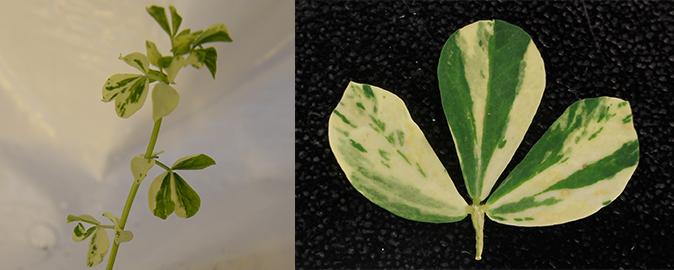 <i>Lotus japonicus</i> with Spotty Leaves