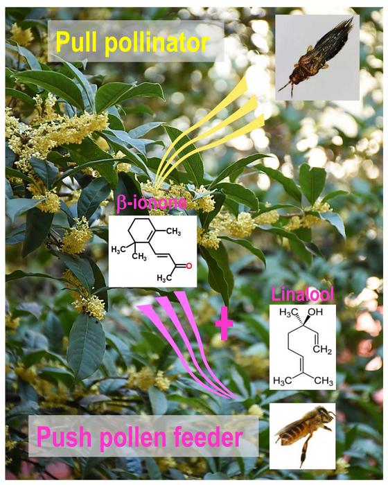 Floral fragrance in sweet osmanthus majorly repels pollen feeders