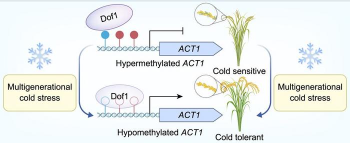 Multigenerational cold stress induces heritable ACT1 promoter hypomethylation, enabling rice to acquire cold tolerance for high-latitude adaptation