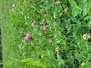 A multispecies mixtures grassland.