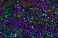 Artificial thymic Organoid Showing T Cells