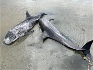 Stranded Risso's dolphins