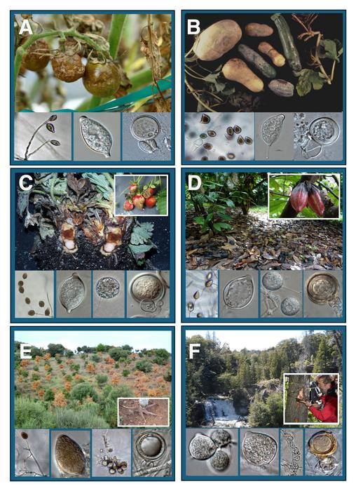 Symptoms of Phytophthora diseases and morphology of the species