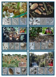 Symptoms of Phytophthora diseases and morphology of the species