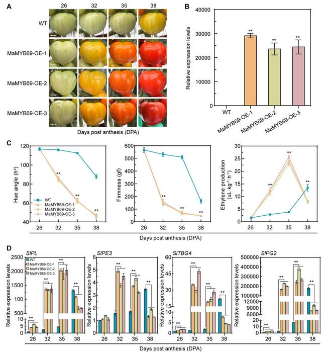 MaMYB69 overexpression promotes tomato fruit ripening.