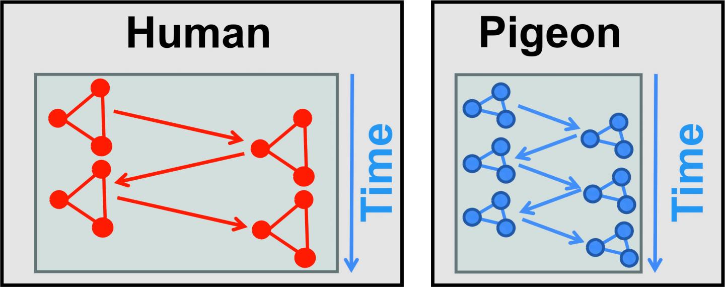 Neuronal Density
