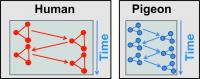 Neuronal Density