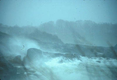 Rocky Intertidal Zone