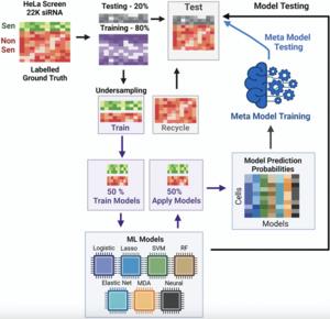 SAMP-Score: a morphology-based machine learning classification method for screening pro-senescence compounds in p16 positive cancer cells