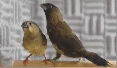 Cross-Fostered Zebra Finch
