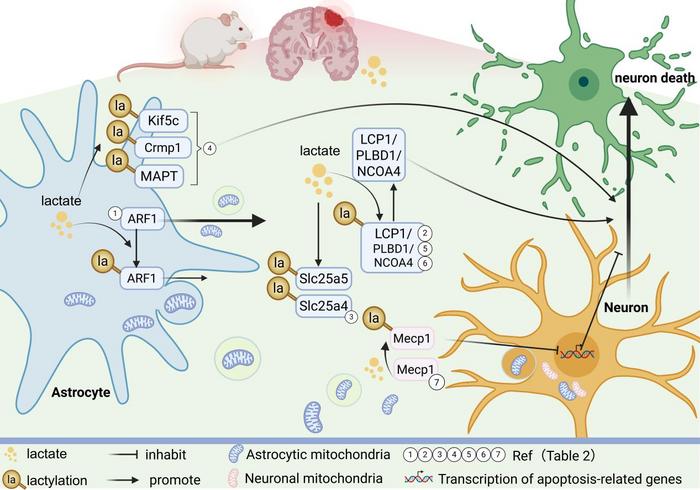 Non-Histone Lactylation: A New Frontier in Cerebral Ischemia-Reperfusion Injury