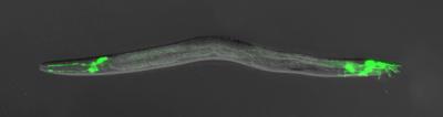 A Subset of <i>C. elegans</i> Male-specific Sensory Neurons are Labeled with a GFP Reporter Gene