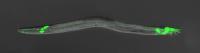A Subset of <i>C. elegans</i> Male-specific Sensory Neurons are Labeled with a GFP Reporter Gene