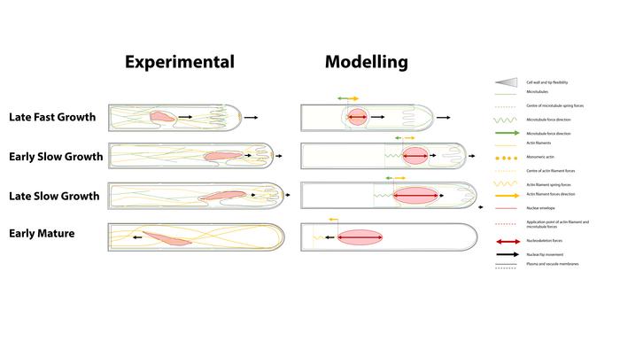 Integrative Model of root hair growth stages