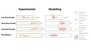 Integrative Model of root hair growth stages