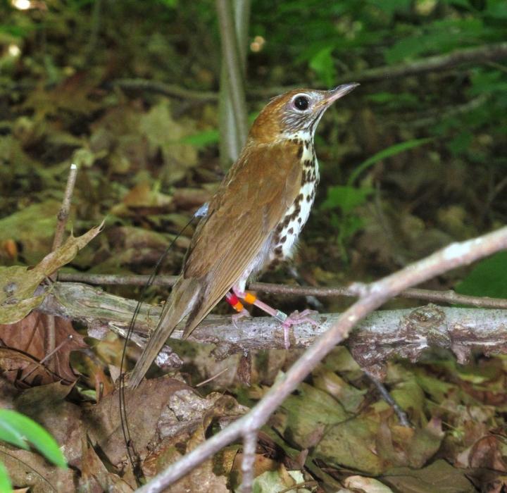 Wood Thrush