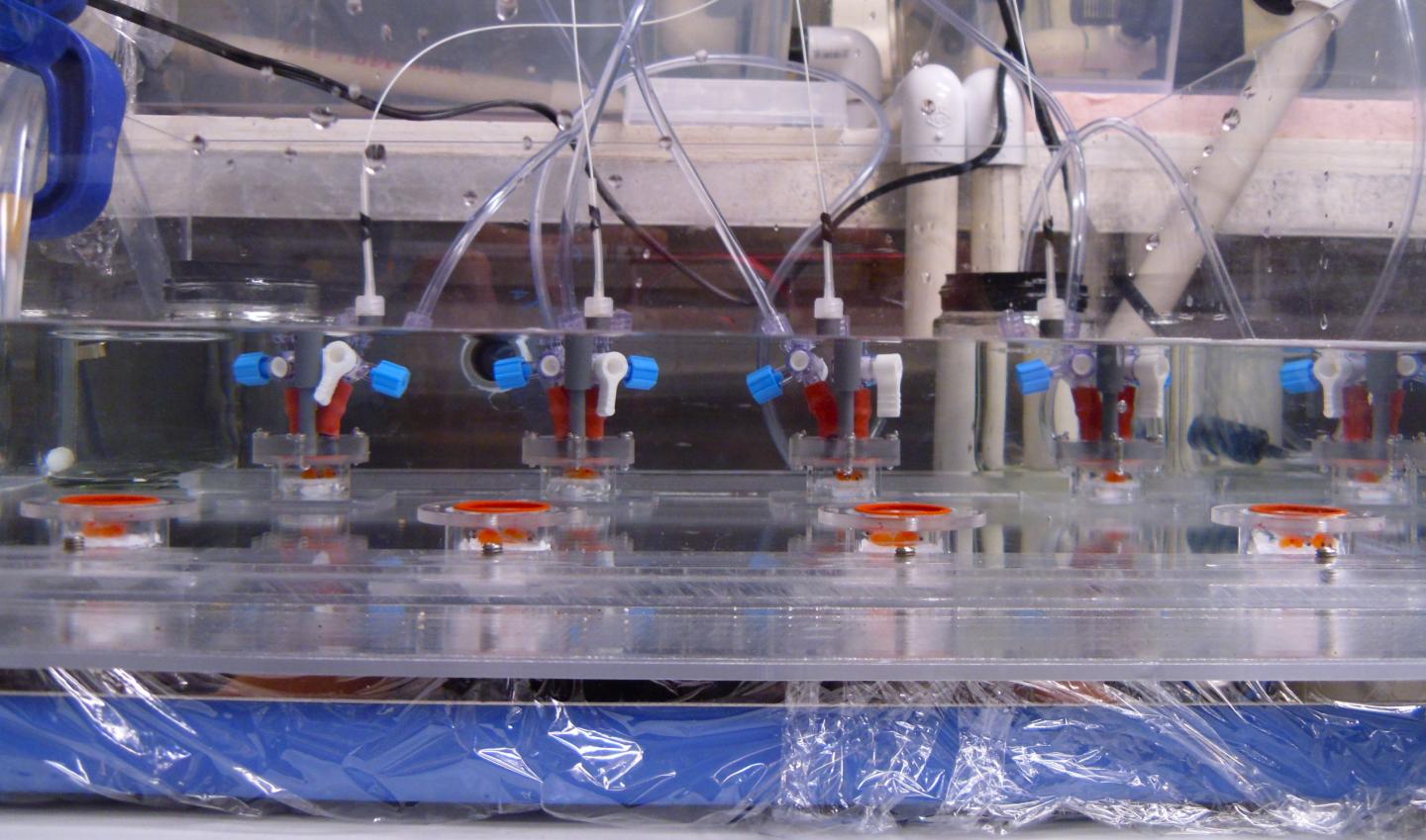 Respirometry Setup for Pink Salmon