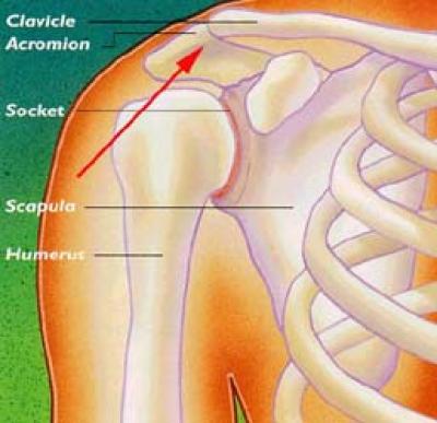 Shoulder Image