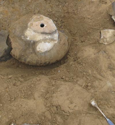 Ammonite Fossil