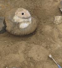 Ammonite Fossil