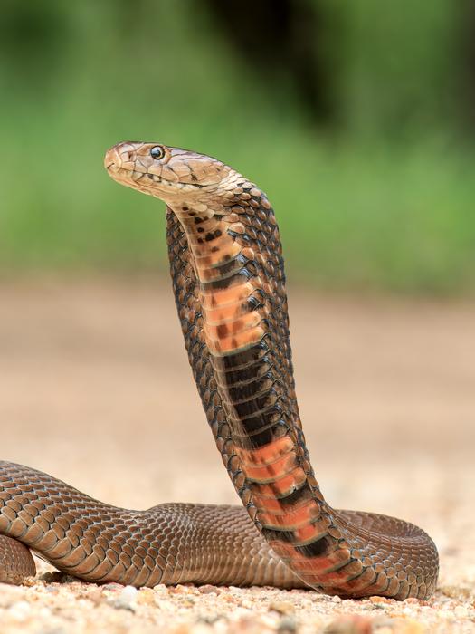 African spitting cobra