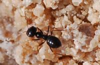 The Newly Described Species (<I>Melophorus marmar</I>)