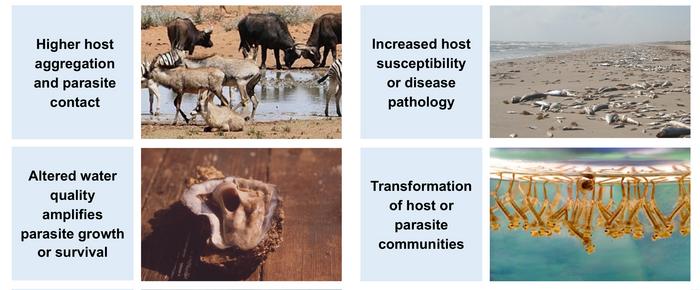 Credit: Johnson and Stewart Merrill / Trends in Ecology and Evolution 2026