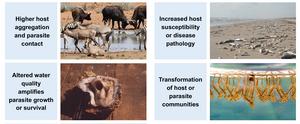 Credit: Johnson and Stewart Merrill / Trends in Ecology and Evolution 2026