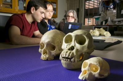 Primate Skulls