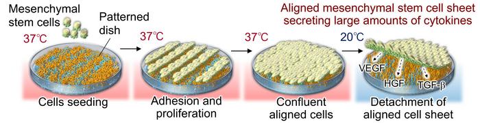 Aligned cell sheet