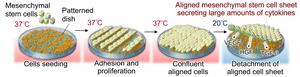 Aligned cell sheet