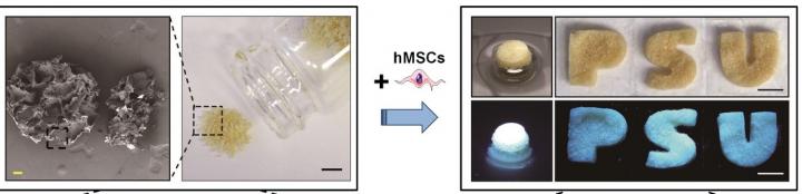 Stem Cell Culture